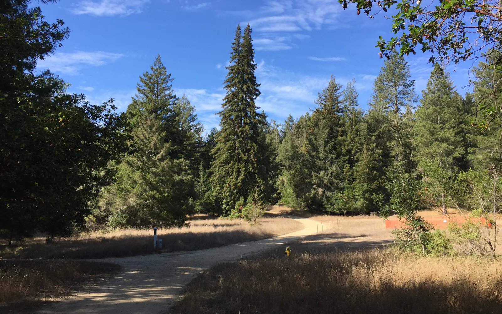 UC Santa Cruz campus in the redwood forest, showing Crown Meadow and the landscape of the upper campus